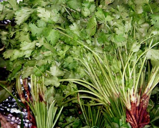 Cilantro Coriandrum sativum